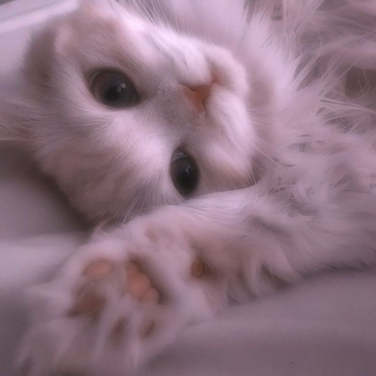 Photo de profil de laweene