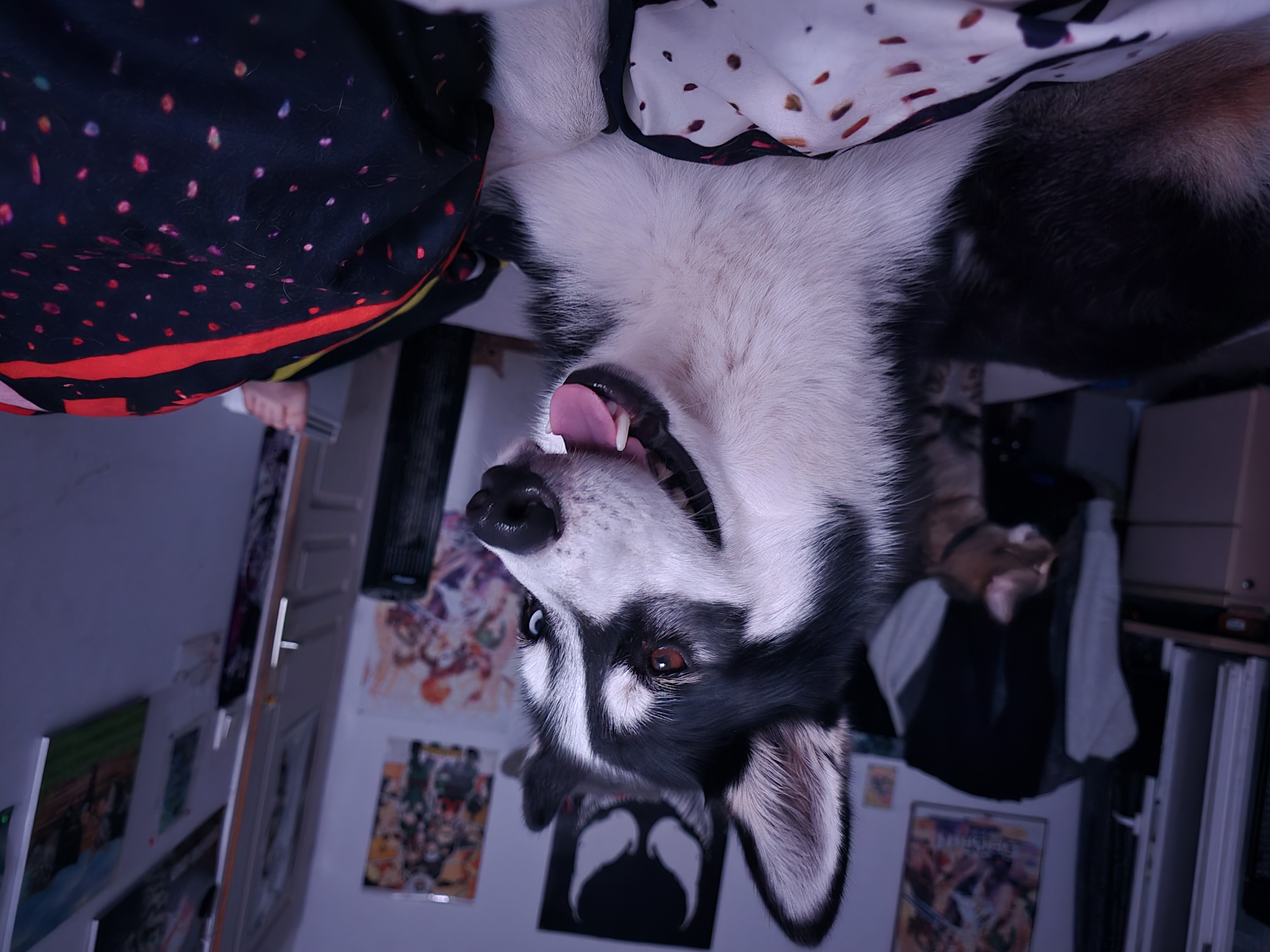 Photo de profil de Lirhf