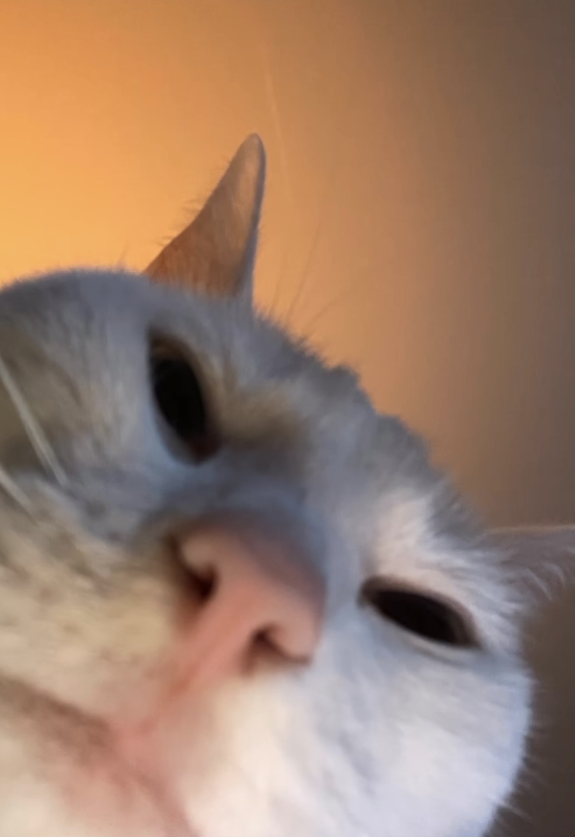Photo de profil de Raeyl