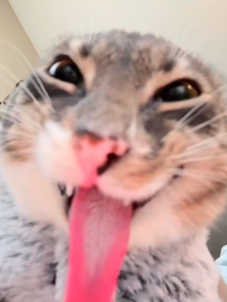 Photo de profil de Ruru698r